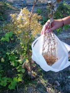 Extrayendo semillas de lechuga.