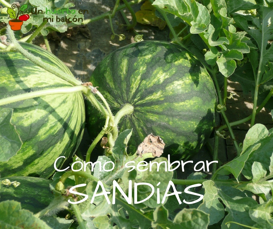 Cómo sembrar sandía en el huerto ecológico I Un huerto en mi balcón